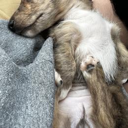 Dachshund Puppies from 2 Knights Doxies