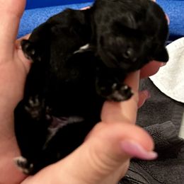 Miniature Schnauzer Puppies from The schnauzer Shack