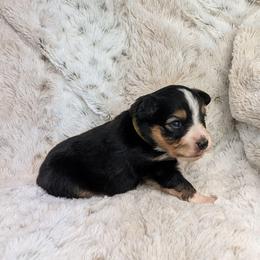 Artemis - Black tri female Miniature Australian Shepherd puppy in Bend, Oregon from Wonderland Aussies