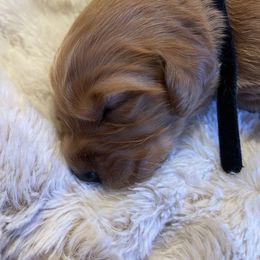 Golden Retriever Puppies from Tradershire Goldens