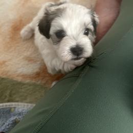 Havanese Puppies from Sweet Tea Havanese