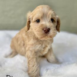 River - Apricot male Australian Labradoodle puppy in Morgan Hill, California from Loving Labradoodle