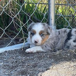 Miniature Australian Shepherd Puppies from Strawberry Mountain Mini Aussies