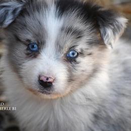 Frost - Blue merle male Miniature Australian Shepherd puppy in Patterson, North Carolina from DreamLine Aussies