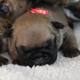Red Collar - Fawn and white male French Bulldog puppy in Wichita, Kansas from Phantasticus French Bulldogs