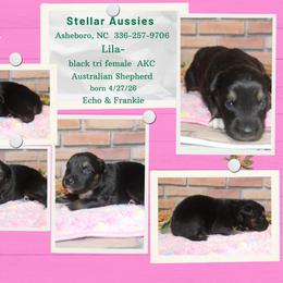 Lila - Black tri-color female Australian Shepherd puppy in Asheboro, North Carolina from Stellar Aussies