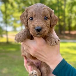 Sailor - Red  female Goldendoodle puppy in Kenansville, North Carolina from J+A Family Doodles