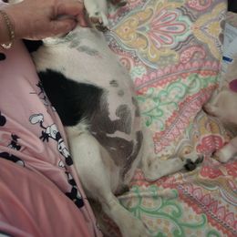 Parson Russell Terrier Puppies from Jumping Jack's Russell Terriers