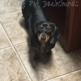 Scarlet - Dachshund