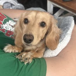 Yogi - Dachshund