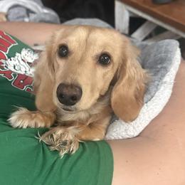 Yogi - Dachshund