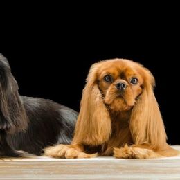 Cavalier King Charles Spaniel Puppies from Castlemar Cavaliers