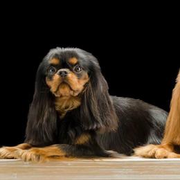 Cavalier King Charles Spaniel Puppies from Castlemar Cavaliers