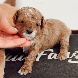 Messi - Apricot male Cavapoo puppy in Mesa, Arizona from Pedersendoodles