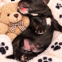 Boy 3 - Black and white male Cavapoo puppy in Cooper City, Florida from Jenny La Bone