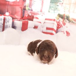 Peppermint Mocha - Parti male Goldendoodle puppy in Arlington, Texas from Chambers Doodle Patch