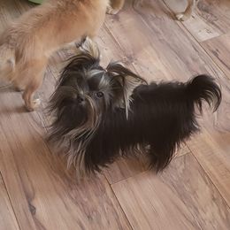 Chihuahua and Yorkshire Terrier Puppies from Royalty Tracks 👑🐾