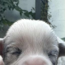 Bluie merle girl - Blue merle and white female American Corgi puppy in Scottown, Ohio from Wyndy Ridge Corgis