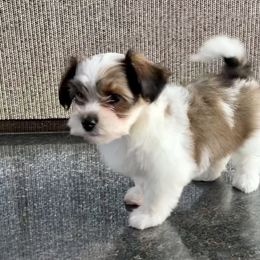 Havanese Puppies from Delightful Havanese