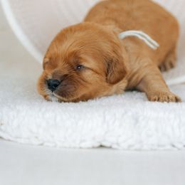 Light blue collar - Red male Cavapoo puppy in Duncan, South Carolina from Abner Creek Poodles & Doodles