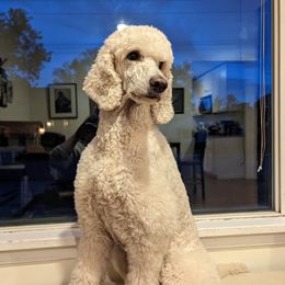 Lyra - Poodle
