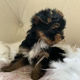 Yorkshire Terrier Puppies from Suzi Wilkerson