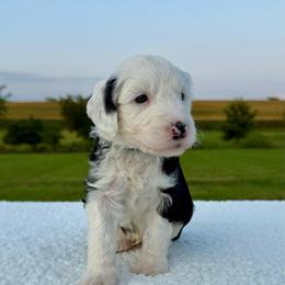 Tratter Pull - Black and white male Sheepadoodle puppy in Adams, Nebraska from Boxcar Doodles and Poodles