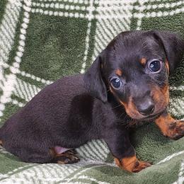 HOPE - Black and tan female Dachshund puppy in Swink, Oklahoma from Palali Farm