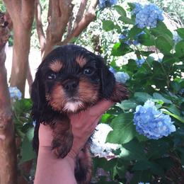 Cavalier King Charles Spaniel Puppies from Georgia Alabama Cavaliers