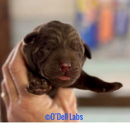 Blarney - Chocolate male Labrador Retriever puppy in Sullivan, Missouri from O’Dell Labs
