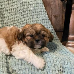 Winston - Black gold and white male Shih Tzu puppy in Lexington, North Carolina from SCS Shih Tzus
