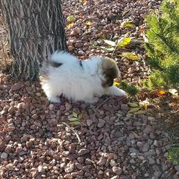 Pomeranian Puppies from Royal Palace Pomeranians