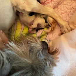 Girl 1 - Black tan and white female Biewer Terrier puppy in Kerhonkson, New York from Arc-en-Ciel Biewers & Maltese