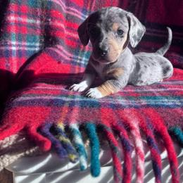 Moira Rose - Piebald female Dachshund puppy in Harrisburg, Oregon from Funny Farm Dachshunds