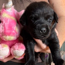 Hot pink collar - Black female Labrador Retriever puppy in Dunnellon, Florida from Quail Meadow Labradors