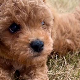 Bernedoodles, Cavapoos, and Goldendoodles from Doodles of North Tx