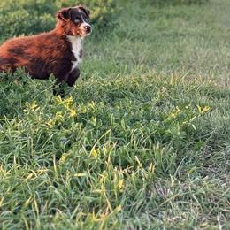 Australian Shepherds from Circle B working Aussies