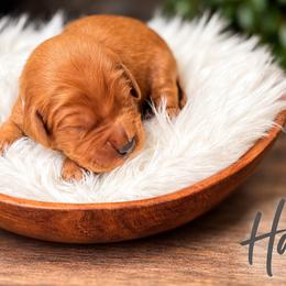 Hank ( grey) - Dark golden male Golden Retriever puppy in Centertown, Missouri from Redheaded Retrievers