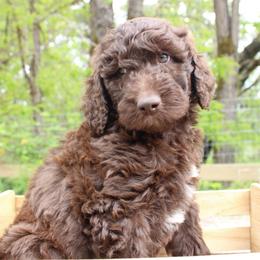 Artemis - Chocolate female Labradoodle puppy in Grants Pass, Oregon from Oregon Valley Pups