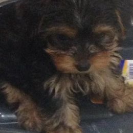 Yorkshire Terriers from European Treasures