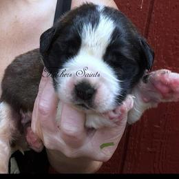 Green Collar - Mahogany and white female Saint Bernard puppy in New Philadelphia, Ohio from Fletchers Saints