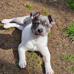 Skuggi - Rat Terrier