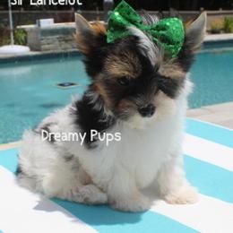AKC Sir Lancelot  2900 Small - Black tan and white male Biewer Terrier puppy in Kennesaw, Georgia from Dreamy Pups