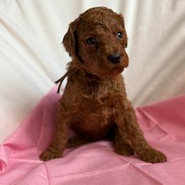 Juliet - Red  female Poodle puppy in Mount Vernon, Illinois from AMC Poodles