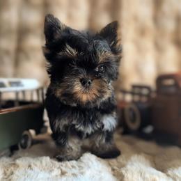Boy 2 - male Yorkshire Terrier puppy in Twin City, Georgia from Cypress Creek Yorkies