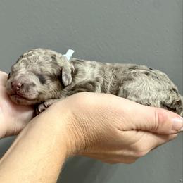 Reverie - Merle female Goldendoodle puppy in Holly Springs, Georgia from Libby Lou’s Goldendoodles