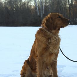 Carmin - Golden Retriever