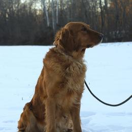 Carmin - Golden Retriever