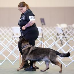 Chiron - German Shepherd