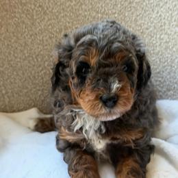 Banjo - Merle male Bernedoodle puppy in Statesville, North Carolina from Loves legacy Doodles